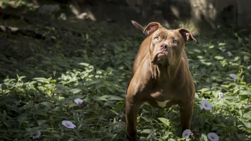 Estas son las enfermedades más comunes de los perros Pitbull que debes conoces