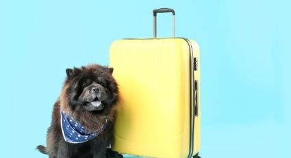 Lleva de viaje a tu mascota con estos nombres para perros inspirados en destinos turísticos