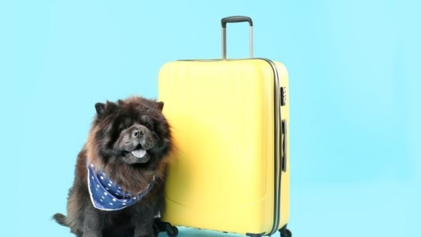 Lleva de viaje a tu mascota con estos nombres para perros inspirados en destinos turísticos