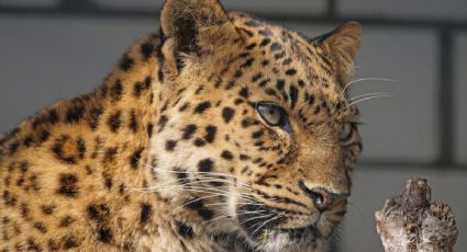 Leopardo despedaza el cuerpo de una niña en un cumpleaños de la India; tenía 4 años