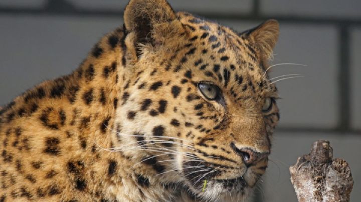 Leopardo despedaza el cuerpo de una niña en un cumpleaños de la India; tenía 4 años