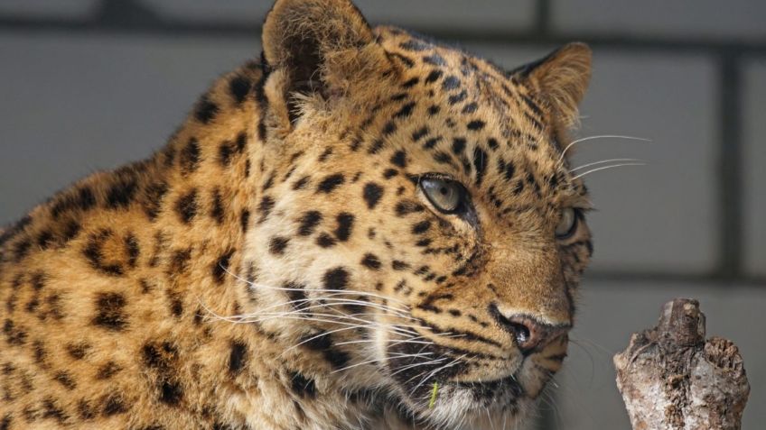 Leopardo despedaza el cuerpo de una niña en un cumpleaños de la India; tenía 4 años