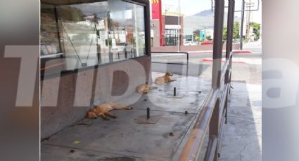 Denuncian un incremento de la presencia de perros de la calle en Guaymas
