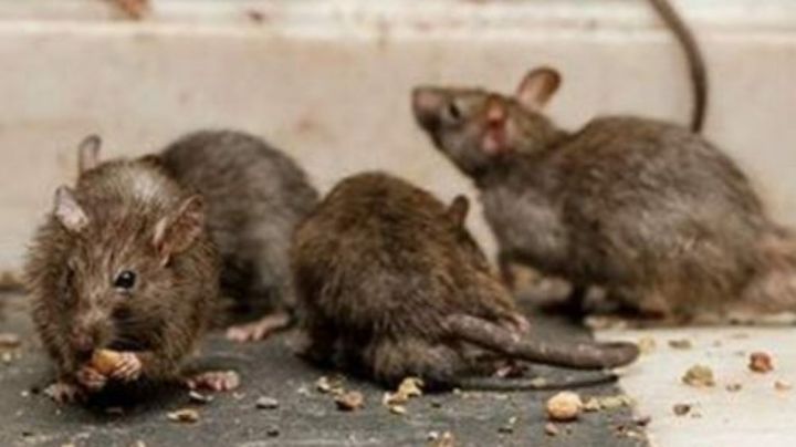 Reportan primer caso de hantavirus en Michigan; causa una grave enfermedad pulmonar