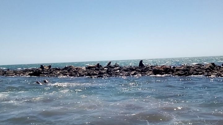 Mares, playas y océanos sonorenses, fuente de riqueza marina que deben ser cuidados