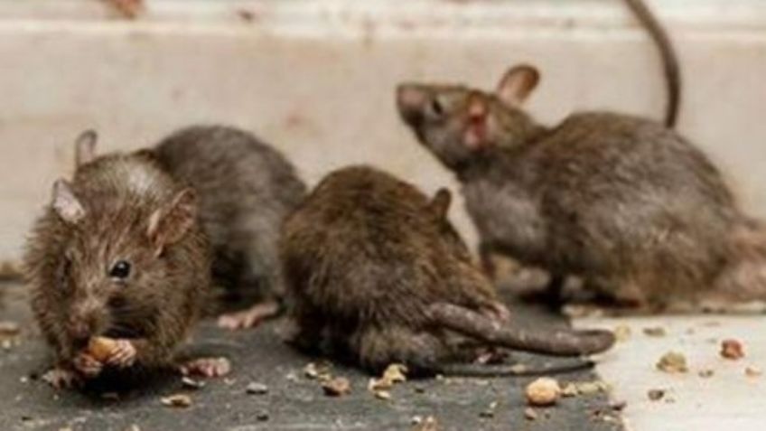 Reportan primer caso de hantavirus en Michigan; causa una grave enfermedad pulmonar
