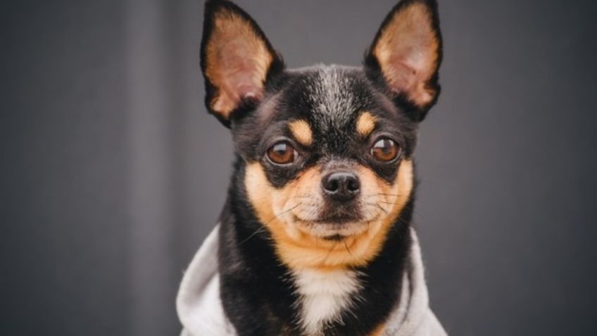 Inspírate en estos nombres para perros de caricaturas otakus y bautiza a tu mascota