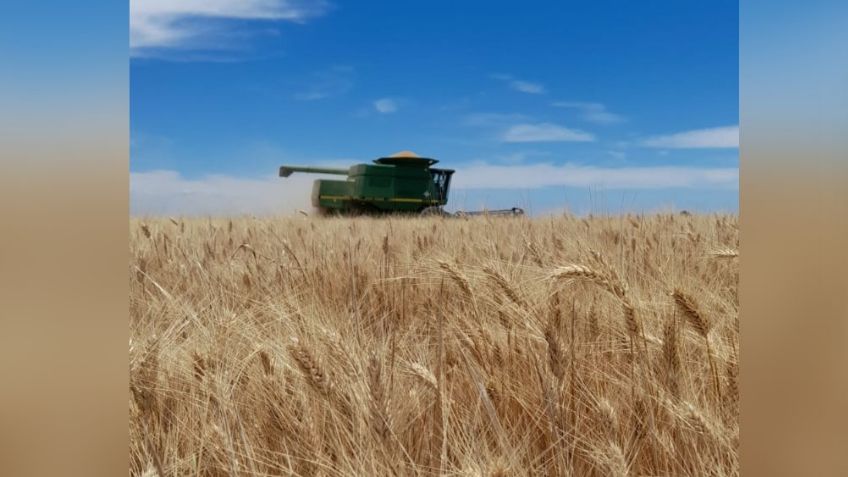 Hoy, día clave para el campo del sur de Sonora; buscan subsidiar la producción de trigo