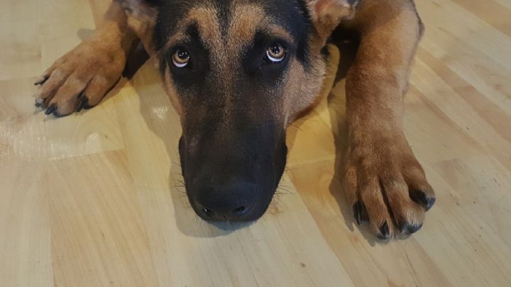 VIDEO: ¿Crueldad animal? Arrojan a un perro desde un avión a 3 mil 962 metros de altura