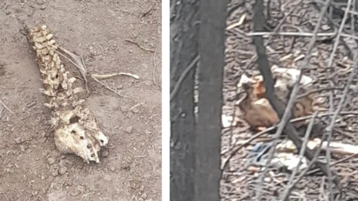 Escalofriante: Vecinos descubren huesos humanos junto a camino de terracería en Cajeme