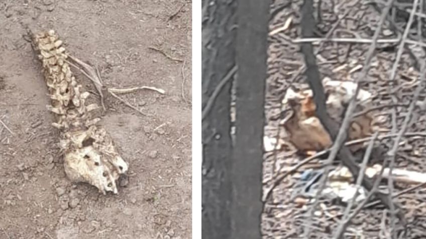 Escalofriante: Vecinos descubren huesos humanos junto a camino de terracería en Cajeme