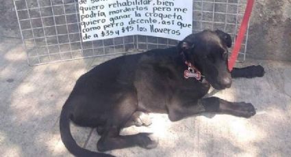 FOTO: Perro emprendedor se hace viral en Facebook: Vende llaveros para comprar su alimento