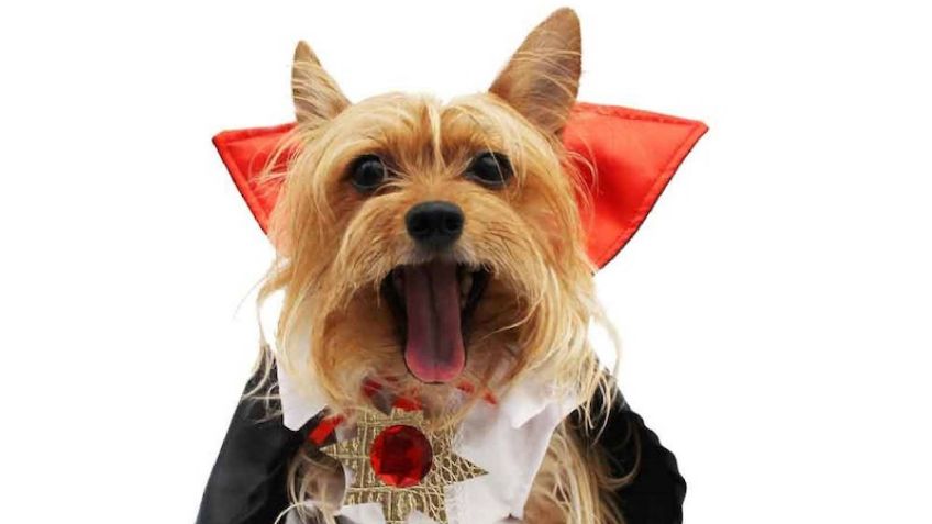 ¿Amas el terror? Entonces ponle a tu perro el nombre uno de los vampiros más populares