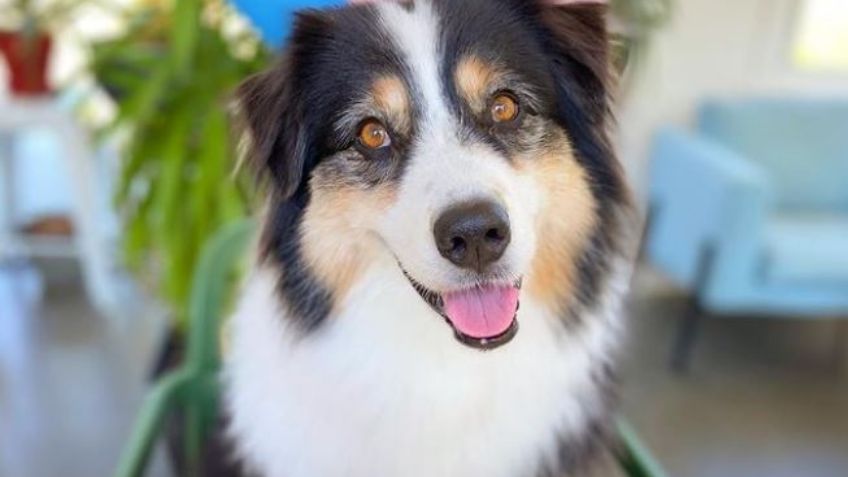 VIDEO: ¡Impactante! Un perro enamora a Internet al pintar un óleo de flores con su hocico