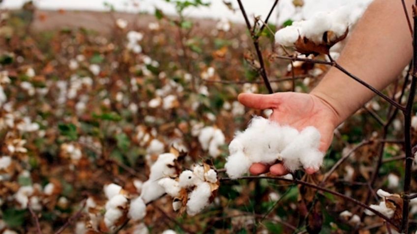 Sader declara a Sonora libre de plagas en el cultivo de algodón