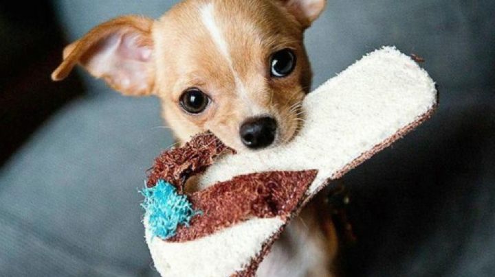 ¿Adoptaste a un perro Chihuahua? Entonces presta atención a estos fantásticos nombres