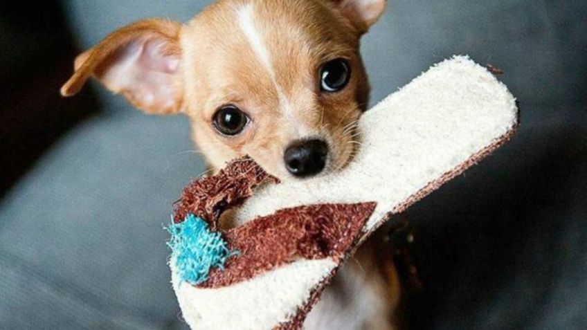 ¿Adoptaste a un perro Chihuahua? Entonces presta atención a estos fantásticos nombres