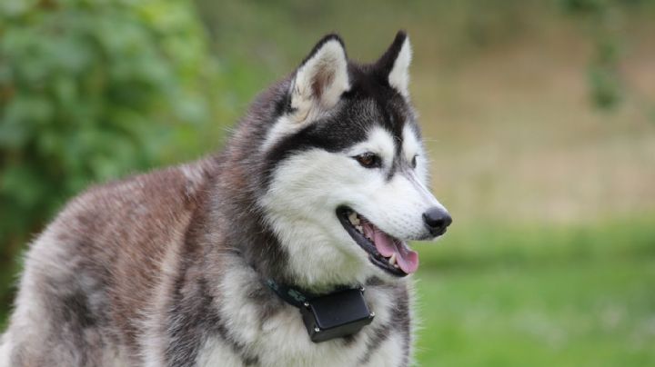 Luis es arrestado tras abandonar a su perro en la carretera; el desgarrador VIDEO se hizo viral