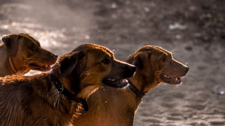 ¿Adoptaste a un perro color café? Entonces estos tiernos y hermosos nombres son para él