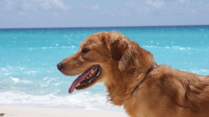 Descubre algunos hermosos y originales nombres para perros inspirados en el océano