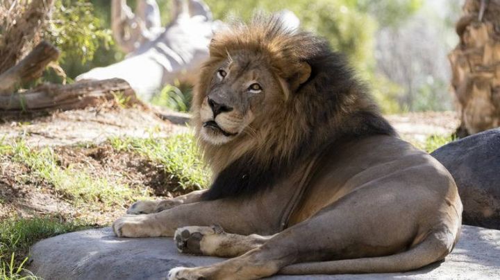 Estados Unidos da el siguiente paso: Arranca vacunación anti Covid-19 en animales