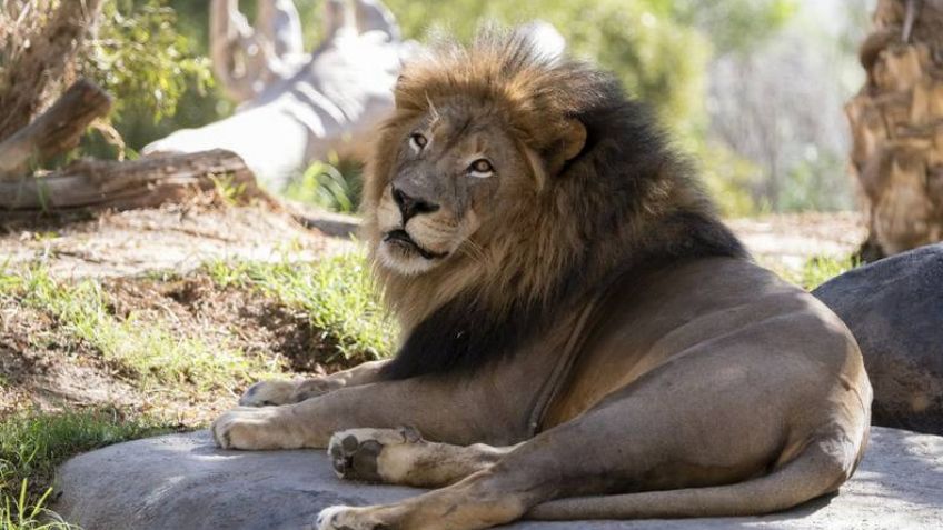 Estados Unidos da el siguiente paso: Arranca vacunación anti Covid-19 en animales