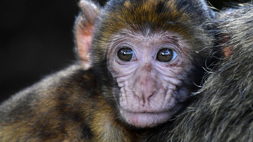 VIDEO: Un mono le da una lección a mucha gente al lavar los trastes en un pequeño local