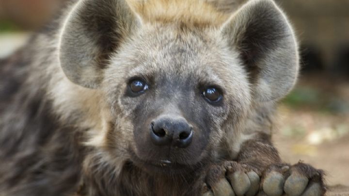 VIDEO: Una hiena derrite a Instagram al besar a un hombre; esta fue su reacción