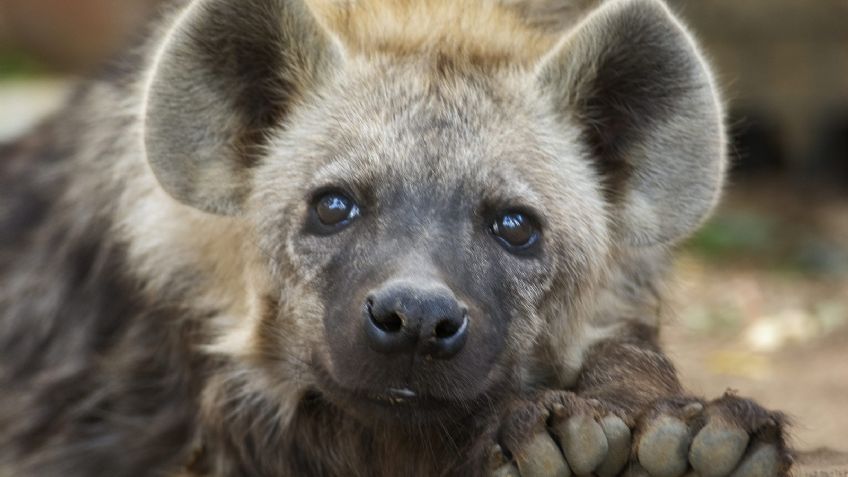 VIDEO: Una hiena derrite a Instagram al besar a un hombre; esta fue su reacción