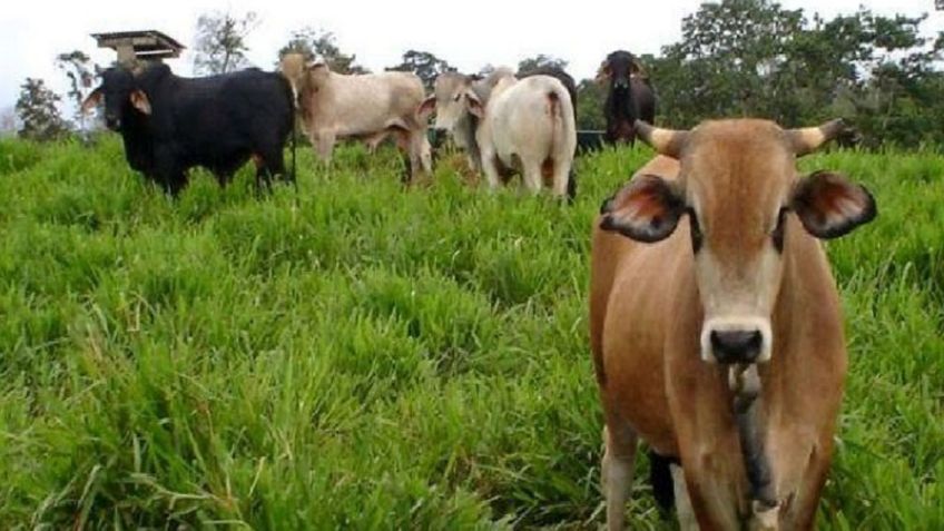 Lluvias traen mejor ánimo a los ganaderos después de padecer los efectos de la sequía en Sonora