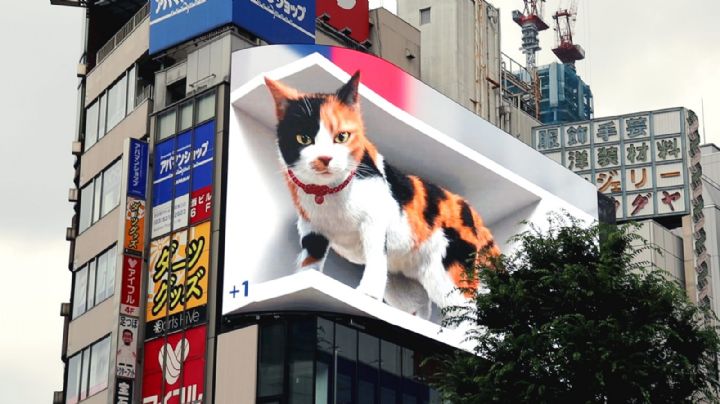 VIDEO: ¡De no creerse! Un gato gigante vaga por las calles de Tokio; enamora a internautas
