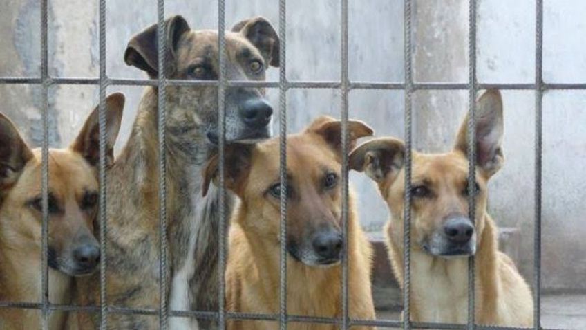 Sector salud alerta por presencia de rickettsia en Cajeme; van dos casos registrados