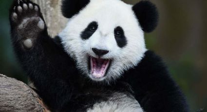 ¡Buena noticia! China logra salvar de la extinción al panda gigante