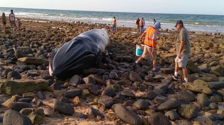 (FUERTE VIDEO) Luto en Sonora: Tras ser rescatada, aparece ballena en Puerto Peñasco sin vida