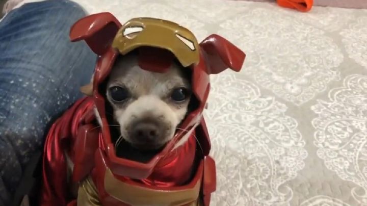 Tan poderoso como 'Clark Kent'; Ponle a tu perro el nombre de un famoso superhéroe