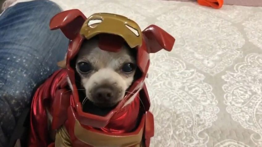 Tan poderoso como 'Clark Kent'; Ponle a tu perro el nombre de un famoso superhéroe