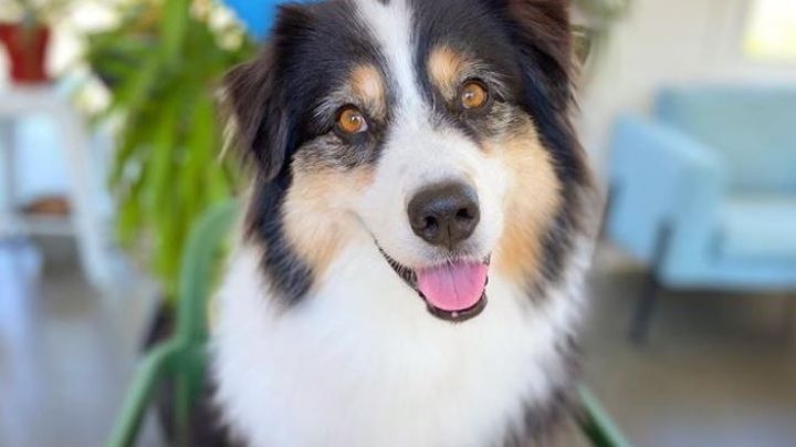 VIDEO: ¡Más tierno, imposible! Este perro conquista a Instagram al cultivar papas con su dueña