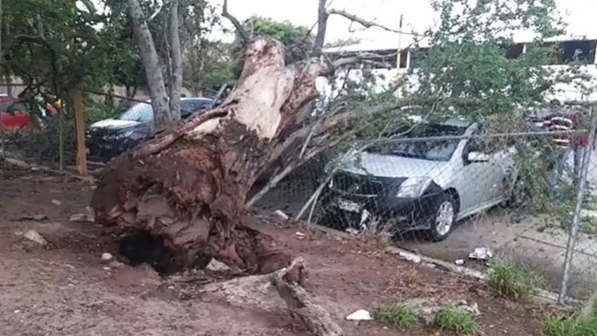 Colapsa enorme árbol en estacionamiento del IMSS en Ciudad Obregón; hay autos dañados