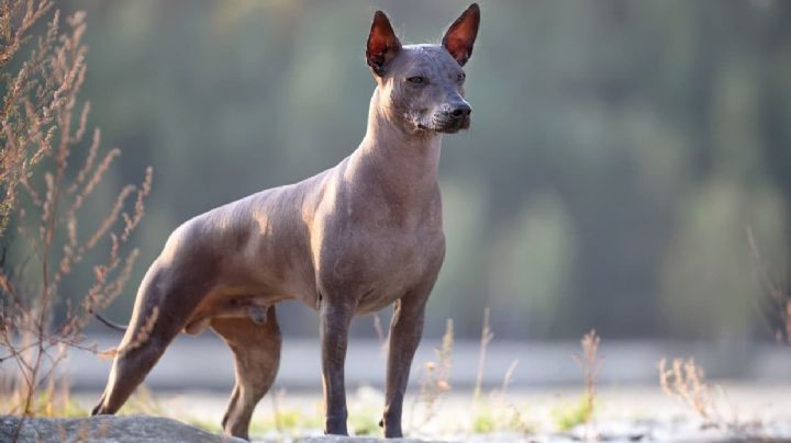 Demuestra orgullo hacía tu país con estos hermosos nombres para perros inspirados en México