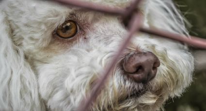 Tragedia: Por temor al Covid-19, los lugareños de un pueblo mataron a todos los perros de un refugio