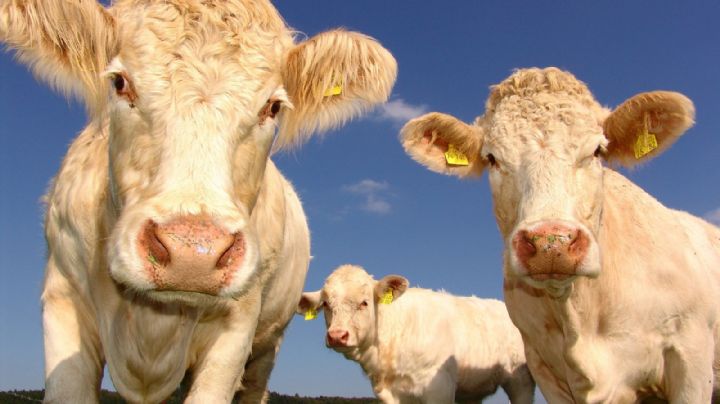 En EU recurren a un antiparasitario de vacas para tratar el Covid; la FDA advierte que es tóxico