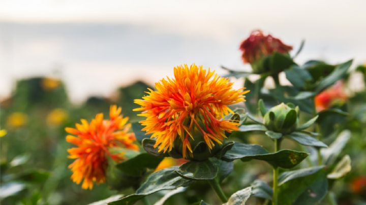 Sader desconoce propuesta para financiamiento de cultivos de baja demanda de agua en Sonora