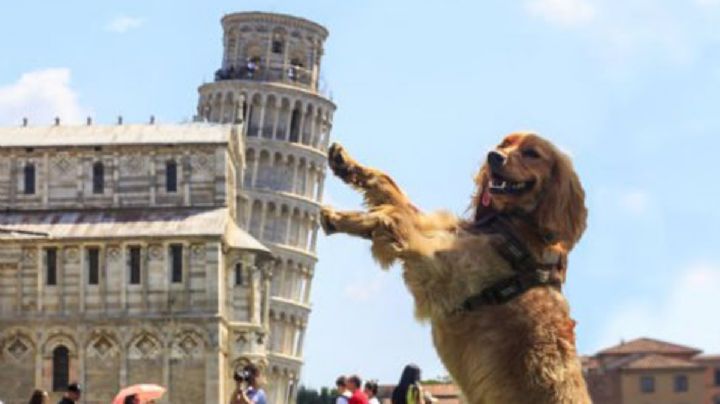 ¡'Mamma mia'! Llama a tu perro de forma original con estos nombres inspirados en Italia