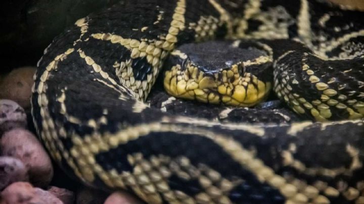 ¡Impactante! El veneno de esta serpiente sería la clave para frenar los casos de Covid-19
