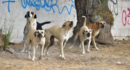 (VIDEO) Baleado y maniatado: Así hallan el cuerpo de un hombre; lo devoraba un jauría de perros