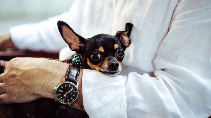 ¿Adoptaste a un perro de raza pequeña? Entonces amarás estos hermosos nombres para tu mascota