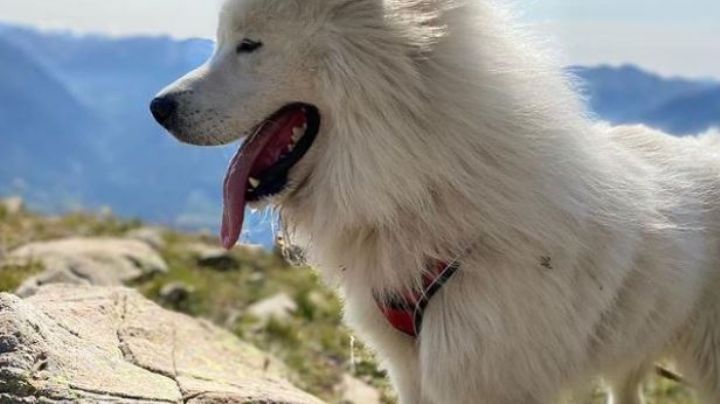 VIDEO: Un perro sigue a su espíritu de aventura al lanzarse al precipicio con un ala delta