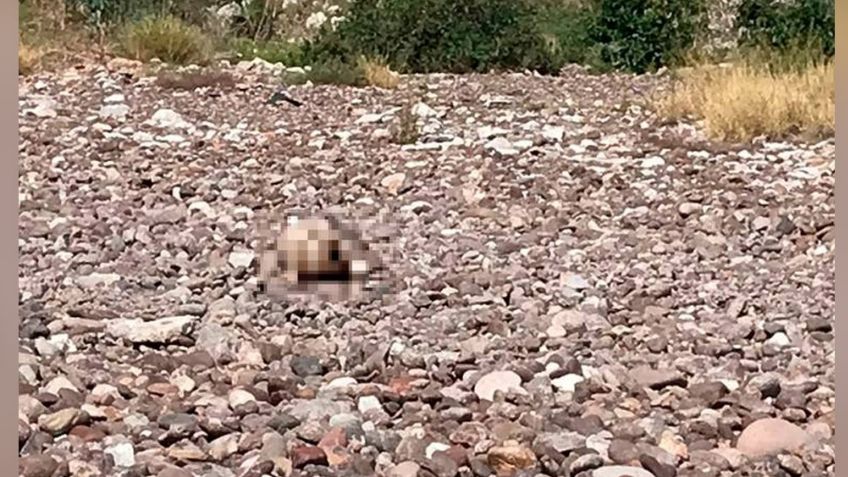 Colectivo de búsqueda localizan un cráneo humano en un predio abandonado de Coahuila