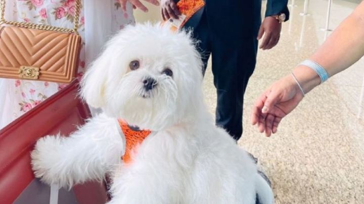 Una mujer reserva toda la cabina de primera clase para viajar con su perro en un avión