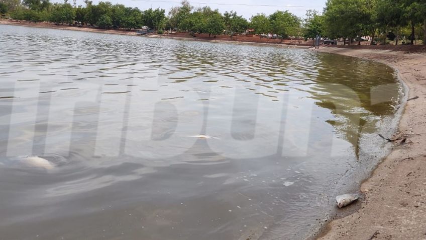 Cajeme: Se reportan peces muertos en la Laguna del Náinari; aún se investiga la causa